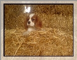 King Charles Spaniel, siano